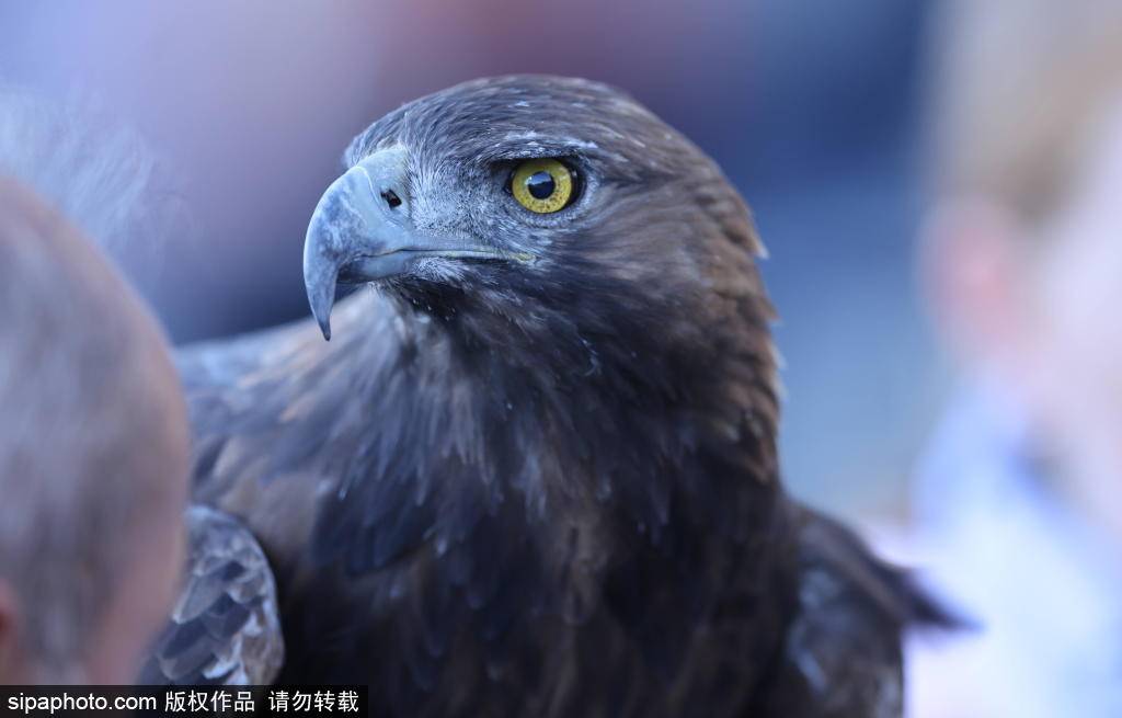 欧冠积分榜揭秘：皇马与拜仁的历史对决，曼联能否重振雄风？